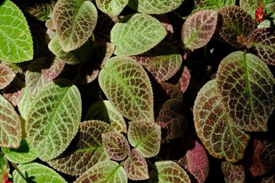 Full frame shot of succulent plant leaves