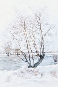 Bare trees on snow covered land against sky