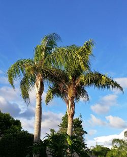 Low angle view of palm tree against blue sky