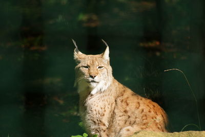 Portrait of a lynx in der harz, germany