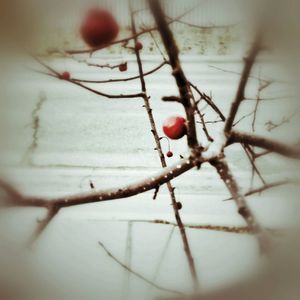 Close-up of red berries on tree