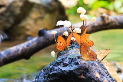 Butterflies on rock at forest