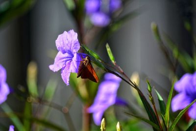 Brown moth pollinating purple mexican petunia or bluebell, ruellia simplex or britton's wild petunia