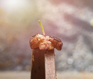 Close-up of figs on wood against tree