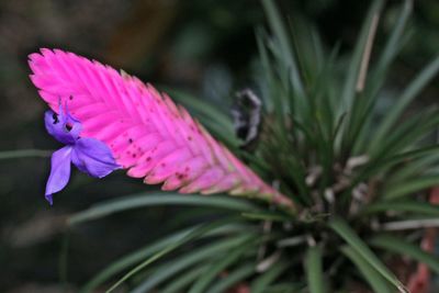 Close-up of pink flower growing on field