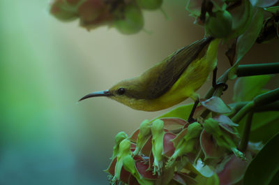 Close-up of bird perching on plant