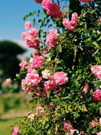 Close-up of pink flowers blooming outdoors