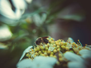 Close-up of bee on flower