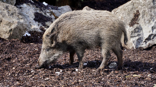 Wildschwein am fressen 