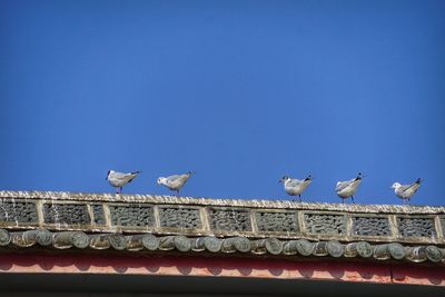 Low angle view of seagulls perching on building against clear sky