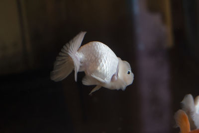 Close-up of fish swimming in aquarium