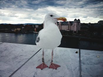 Seagull perching on railing against sky