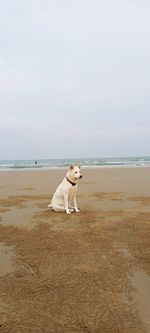 Dog running at beach against sky