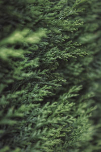 Full frame shot of fresh green plants