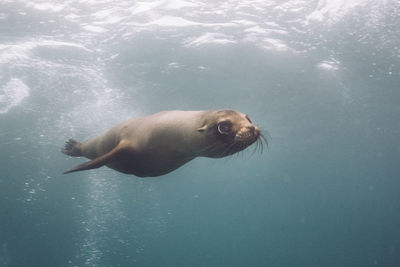 High angle view of sea lion in water