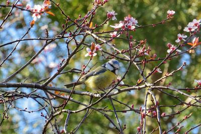 Close-up of bird perching on branch