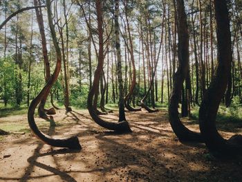 View of trees in forest