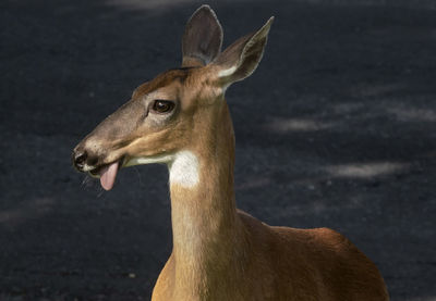 Close-up of deer