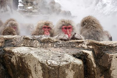 Close-up of monkey on snow and hot spring 