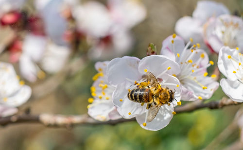 Close-up of bee pollinating flower