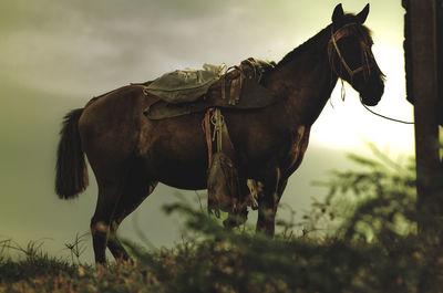 Side view of horse standing on field against sky