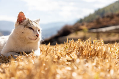 Close-up of a cat on field