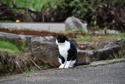 Cat sitting on a wall