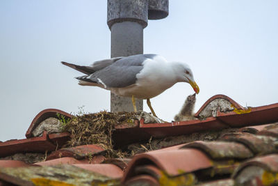 Low angle view of seagull perching on ground