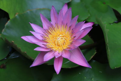 Lotus flower in full bloom