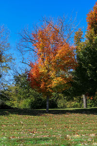 Autumn trees in park against blue sky