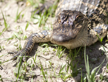 Close-up portrait of alligator on land