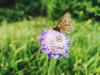 Close-up of butterfly pollinating on purple flower