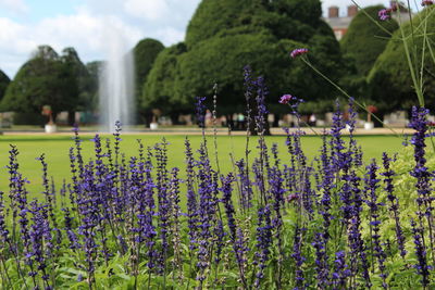 Close-up of purple flowering plants on field