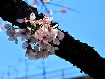 Low angle view of cherry blossoms against blue sky