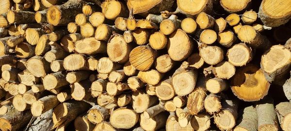 Full frame shot of logs in forest