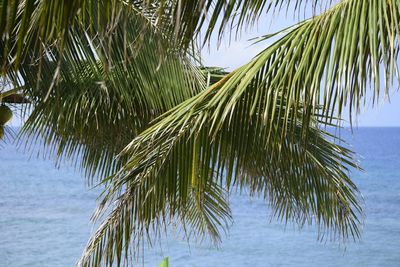 Palm tree by sea against sky