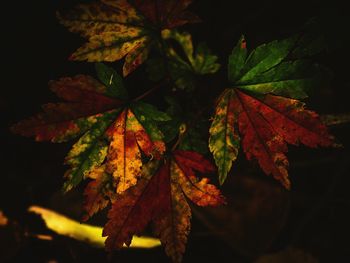 Close-up of maple leaves on plant