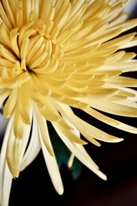 Close-up of white dahlia