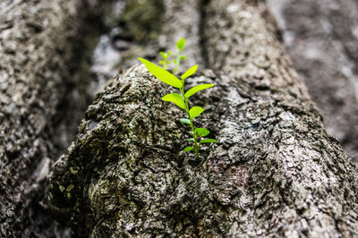 Close-up of moss on tree trunk