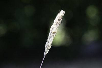 Close-up of white flower on field