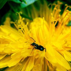 Close-up of insect on yellow flower