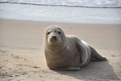 animal