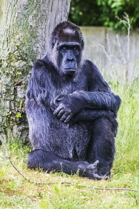 Close-up of monkey sitting on tree