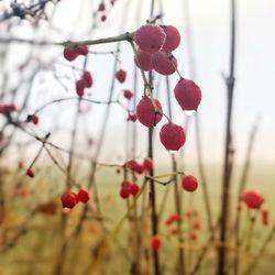 Close-up of red berries growing on tree