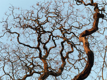 Low angle view of bare tree against clear sky