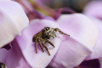 Close-up of spider on pink flower