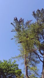 Low angle view of tree against clear blue sky