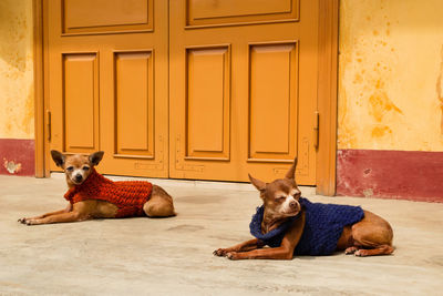 Dogs relaxing by door