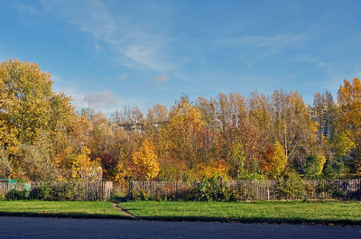 Trees on field in park during autumn