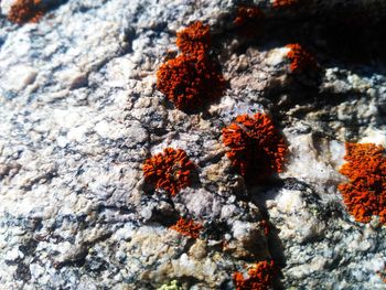 Close-up of lichen on rock